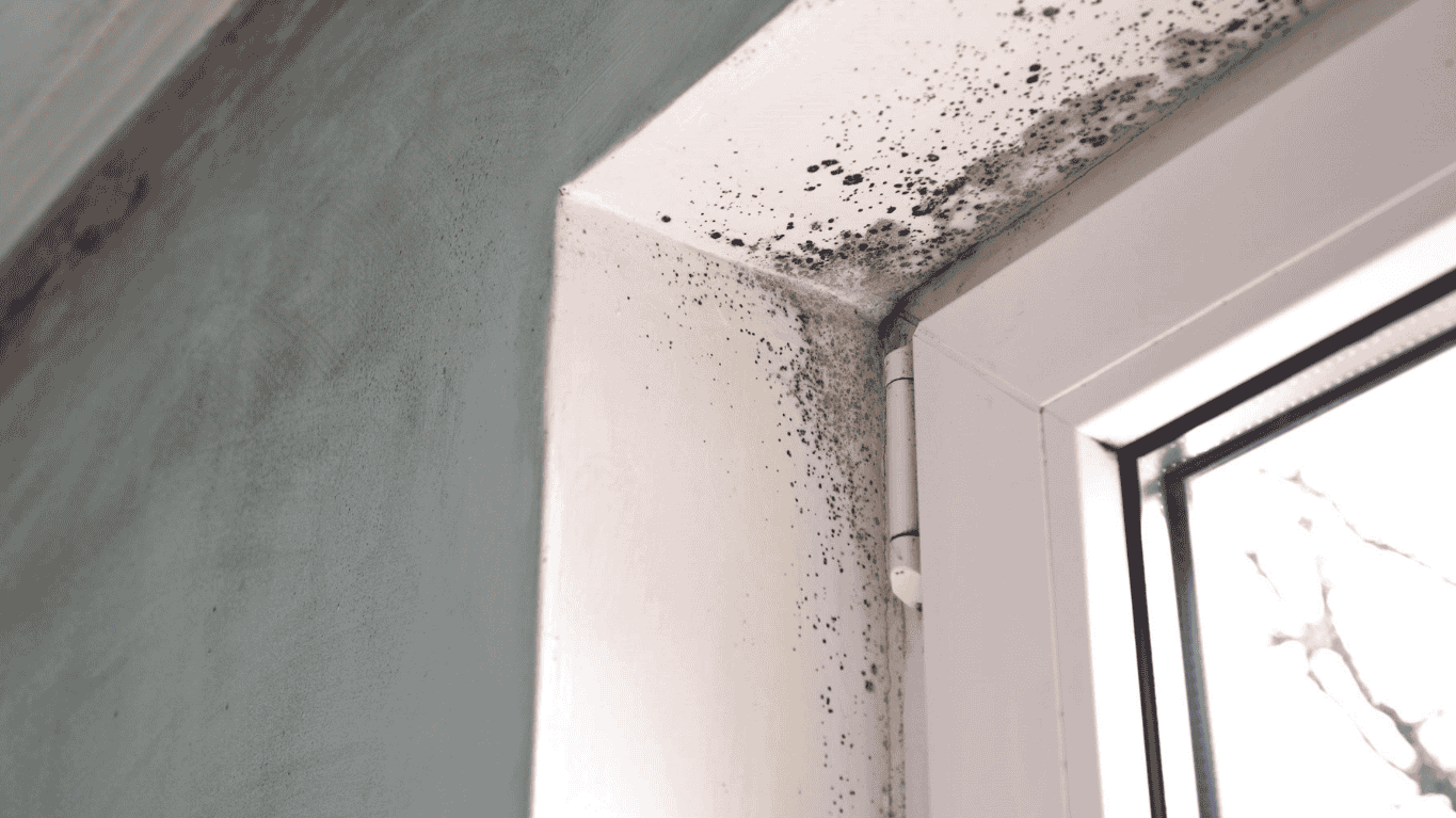 Haftung Versicherung bei Schimmel