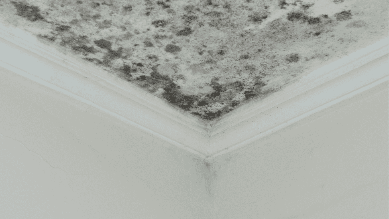 Schimmel nach Wasserschaden
